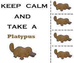 Repin If You Like Platypuses Platypus Duck Billed Platypus Australia Animals