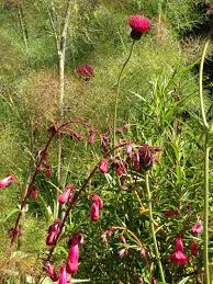 Pin On Elaine Bailey Garden Design