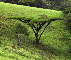 Image result for Acacia abyssinica