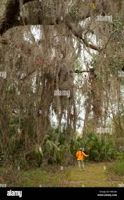 Image result for Mayaca baumii