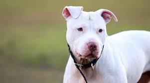 American pit bull terrier owensboro, kentucky, united states. White Pitbulls Genetics Pictures Puppy Prices More