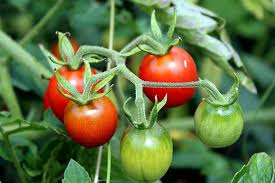 Das aussäen von tomaten empfiehlt sich nicht vor ende februar, da tomaten sehr lichtbedürftig sind und bei lichtmangel schnell vergeilen. Tomaten Anbauen Saen Pflanzen Und Ernten Wiressengesund