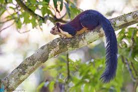 Malabar Giant Squirrel Squirrel Cute Baby Sloths Giant Squirrel