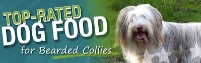The Ultimate Bearded Collie Food Buyers Guide Dog Food Guru