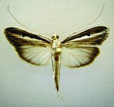 Image result for Euclasta