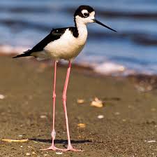 Small Bird With Long Legs And Long Beak Black Necked Stilt Himantopus Mexicanus San Diego Bay National Wildlife National Wildlife Refuge Wildlife Sea Birds