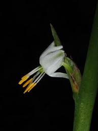 Image result for Chlorophytum subpetiolatum