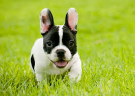 We are working hard to produce top quality french bulldog puppies, both males & females. Get Original Breed French Bulldog Puppy Price Mumbai