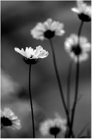 Black And White Daisy Nonconformity By Lee S Soulhearts Black And White Aesthetic Black And White Photographs Black White Photos