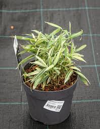 Image result for Pleioblastus fortunei