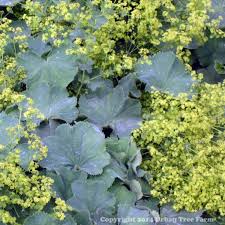 Image result for Alchemilla ellenbeckii
