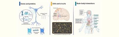 Image result for Addiction Pathophysiology