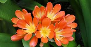 We would like to show you a description here but the site won't allow us. Mealybugs Garden Pests Diseases The Curious Gardener