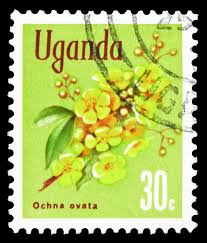 Image result for Ochna ovata