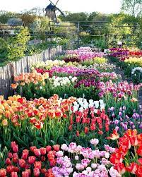 Reposting Country Living Tulips Galore Planted In Malmo Sweden Tulips Flowers Spring Pernilla Bergdahl Tulips Garden Plants Tulips