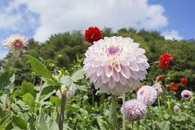 Check spelling or type a new query. Yuyu Land Hanawa Dahlia Park Destinations Fukushima Travel