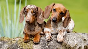 They're super cute, fiercely loyal, and will bring endless. Top 150 Dachshund Names The Dog People By Rover Com