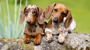 If you intend to keep it as a pet, here are a few things that you need to keep in mind. Top 150 Dachshund Names The Dog People By Rover Com