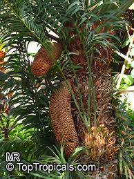 Image result for Cycas thouarsii