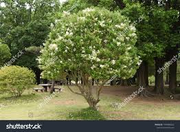 Image result for Ligustrum lucidum