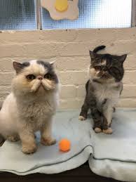 Exotic shorthair cat mug, i work so hard so my cat can have a better life funny mug, exotic shorthair cat lover gift, crazy cat lady. Juliet And Winston Female Exotic Shorthair Cat In Vic Petrescue