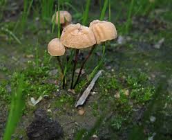 Image result for Marasmius opacus