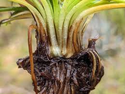 Image result for Isoetaceae