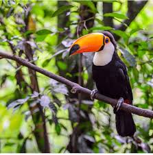 Let S Get Our Amazon Rainforest Back And Healthy Rainforest Animals Amazon Animals Rainforest Animals List