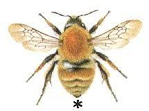 Image result for Bombus humilis