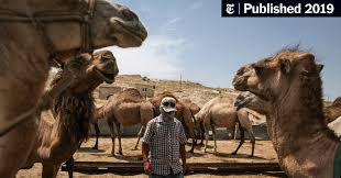 The fur or coat on a camels can withstand variations in temperature and water intake beyond what other animals can handle. How Many Humps On A Camel In Kazakhstan It S Complicated The New York Times