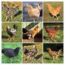 Like the australorp, blue cochins are a recovering breed after nearly reaching extinction. Three Awesome Chickens Breeds Stoney Creek Farm