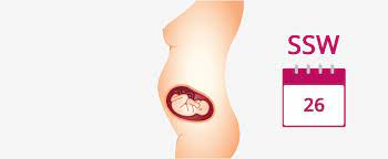 26 Ssw Schwangerschaftswoche Baby Gewicht Grosse In 26 Ssw