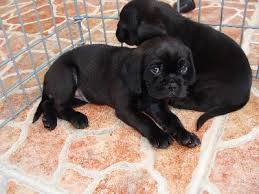 Black And Tan Pugalier This Is Called A Pucker Pug Cocker Spaniel I Want One Dog Breed Info Dog Breeds Dogs