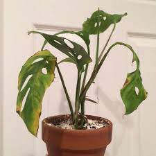 Commonly known as swiss cheese vine. Monstera Problems Tearing Yellowing Brown Tips