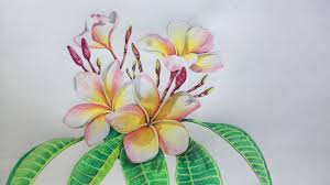 196 best plumeria images in 2019 beautiful flowers hawaiian from drawings of plumeria flowers. Plumeria Flowers Drawing In Color Pencils How To Draw Flower Flower Drawing Step By Step Youtube