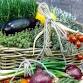 Edible Gardening 101
