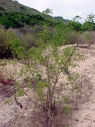 Image result for Otholobium foliosum