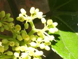 Image result for Cissus cucumerifolia