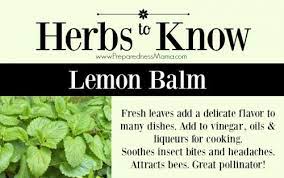 The herb is native to europe, north africa, and west asia, but it's grown around the world. Herbs To Know Lemon Balm Preparednessmama