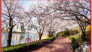 Sakura Saat Musim Semi 2019 Di Korea Dengan Keluarga Satutours Co Id