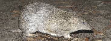It appears something is digging in my mulch. Bandicoot Backyard Buddies