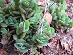 Image result for Kalanchoe rotundifolia