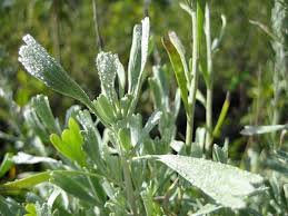Image result for Polystachya tridentata