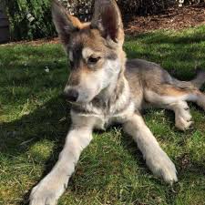 But before you do that, read some tips on how to choose a good and responsible breeder. Agouti Husky Puppy For Sale In Battle Ground Washington Classified Americanlisted Com