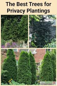Maybe you would like to learn more about one of these? The Best Trees For Privacy Screening In Big And Small Yards