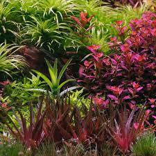 Image result for Eriocaulon buchananii