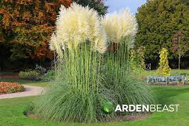Complete Guide To Pampas Grass How To Plant Care For Cortaderia Selloana Pampas Grass Seed Ornamental Grasses Grasses Landscaping