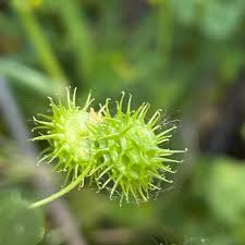 Image result for Medicago polymorpha