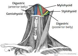 Each side of the neck contains two triangular sections created by the major deep muscles. Muscles Of The Neck Teachmeanatomy