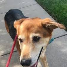 Once we receive your application, you will be added to a list of potential adopters for that pet. Kansas City Mo Shepherd Unknown Type Meet Roma A Dog For Adoption Dog Adoption Kitten Adoption Pets